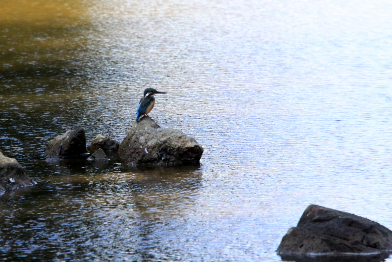 f:id:digibirds:20151104083605j:image f:id:digibirds:20151104083605j:image