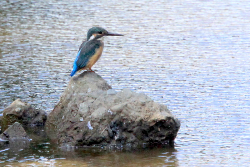 f:id:digibirds:20151104083620j:image f:id:digibirds:20151104083620j:image