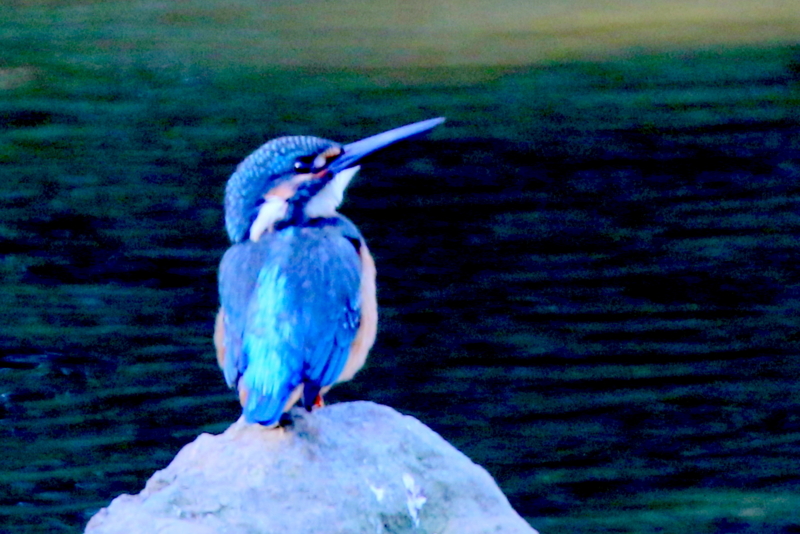 f:id:digibirds:20151104083623j:image f:id:digibirds:20151104083623j:image