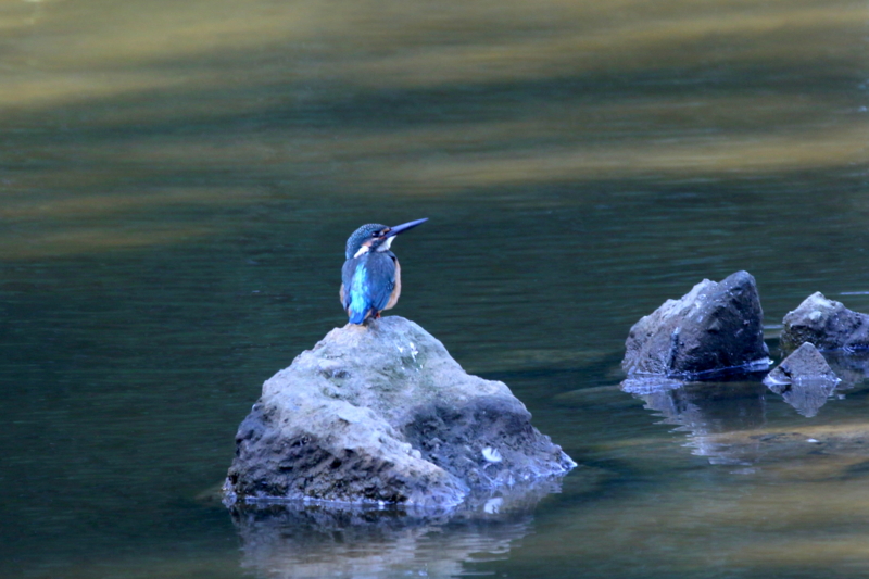 f:id:digibirds:20151104083626j:image f:id:digibirds:20151104083626j:image