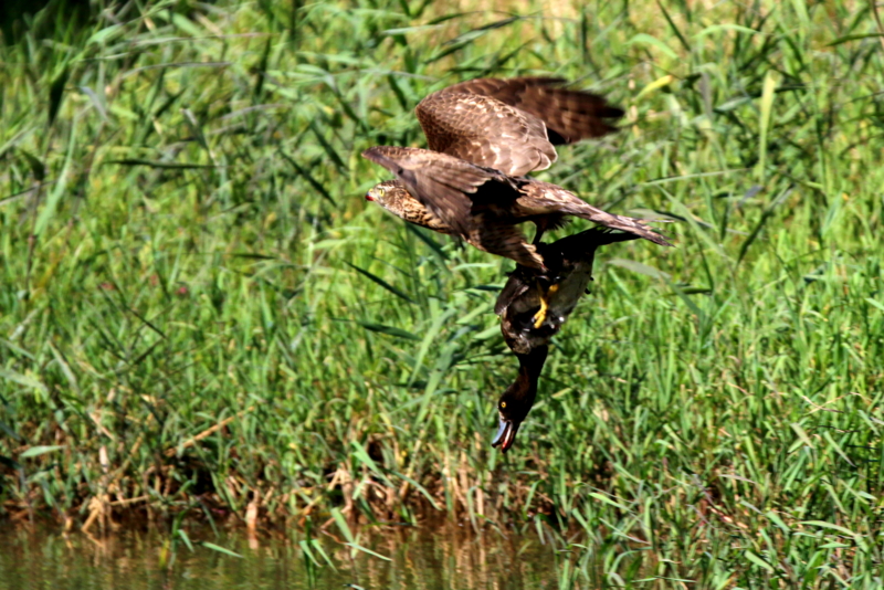 f:id:digibirds:20151104083644j:image f:id:digibirds:20151104083644j:image