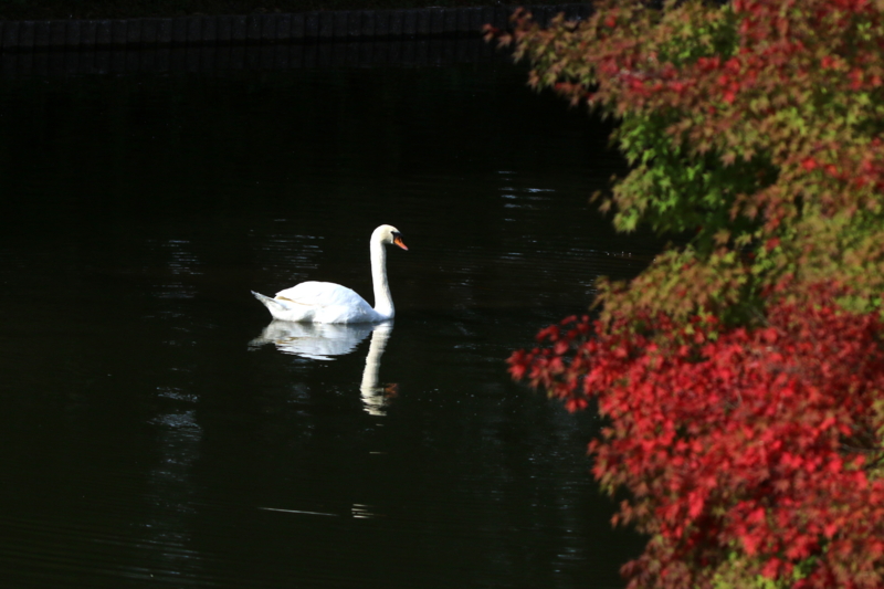 f:id:digibirds:20151105140715j:image