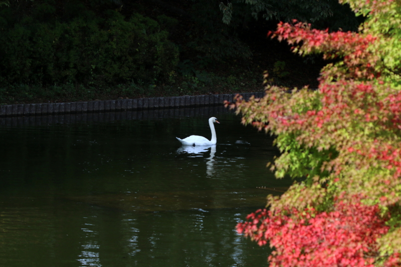 f:id:digibirds:20151105140735j:image