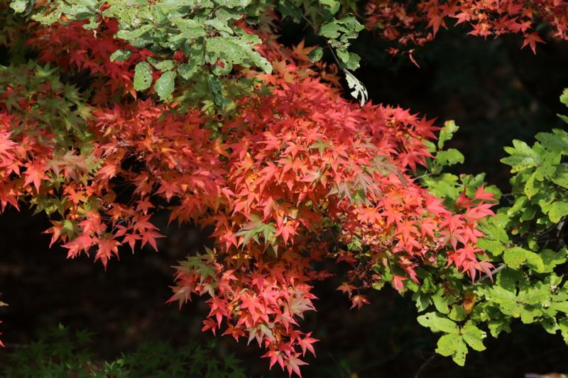 f:id:digibirds:20151105140758j:image
