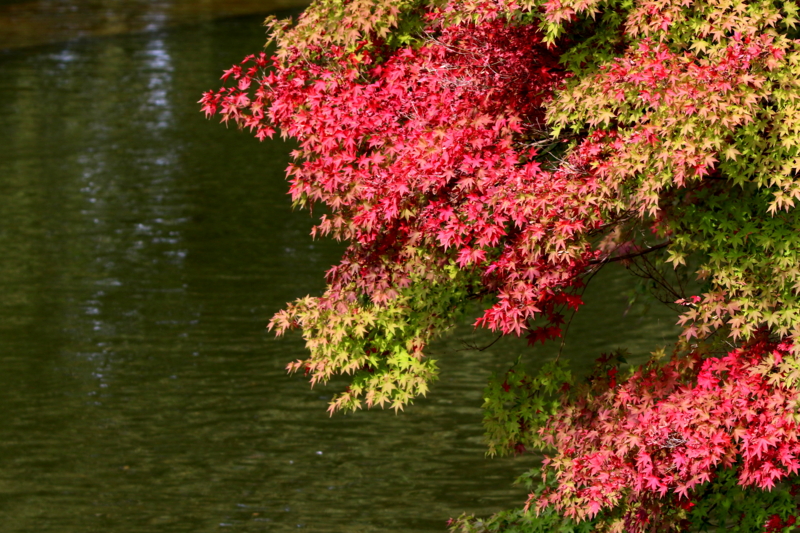 f:id:digibirds:20151105142332j:image