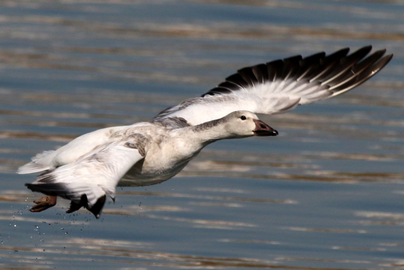 f:id:digibirds:20151109171703j:image