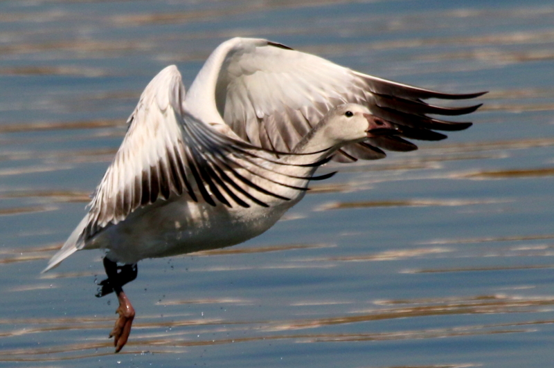 f:id:digibirds:20151109171708j:image