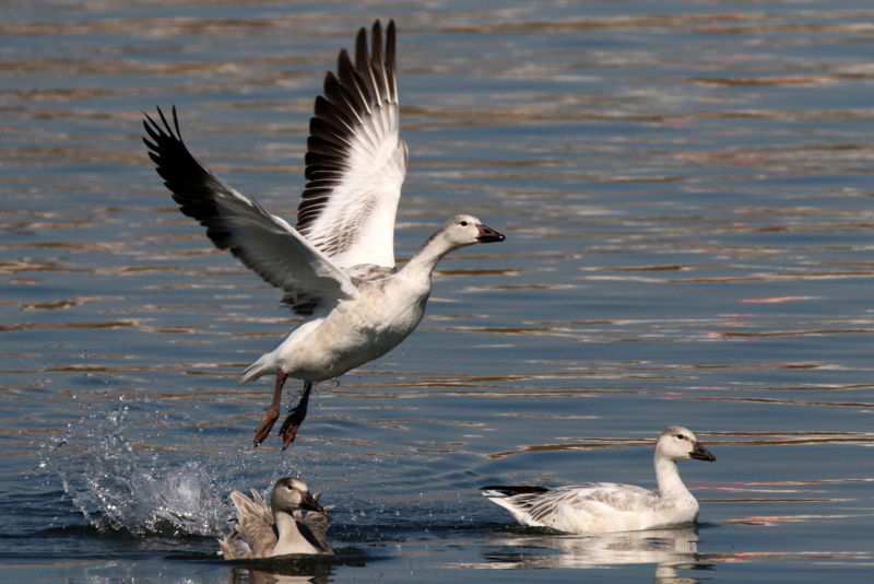 f:id:digibirds:20151109171712j:image