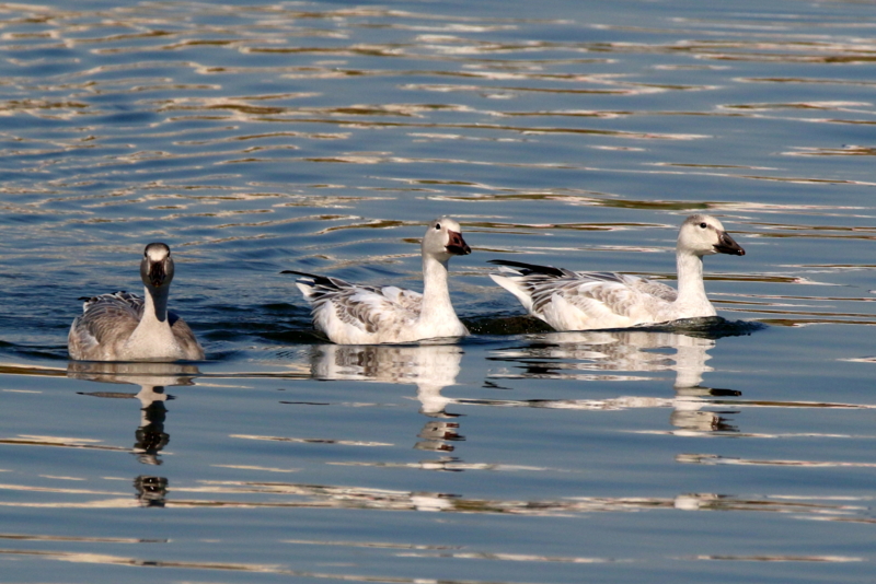 f:id:digibirds:20151109171727j:image