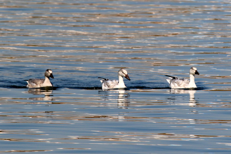 f:id:digibirds:20151109171737j:image