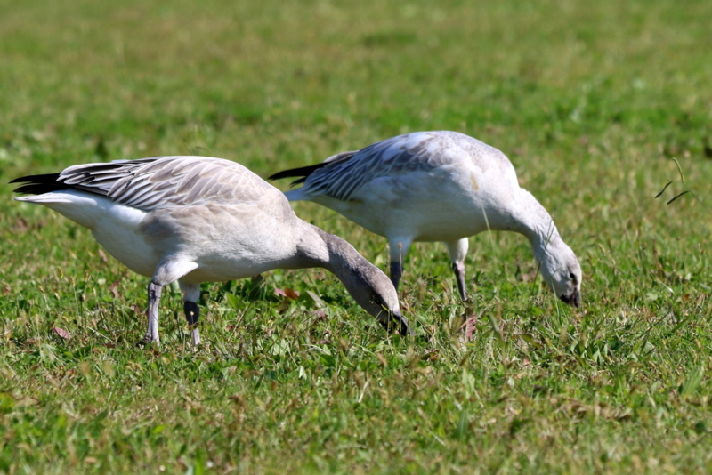 f:id:digibirds:20151109171925j:image