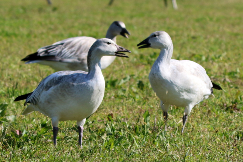 f:id:digibirds:20151109171939j:image
