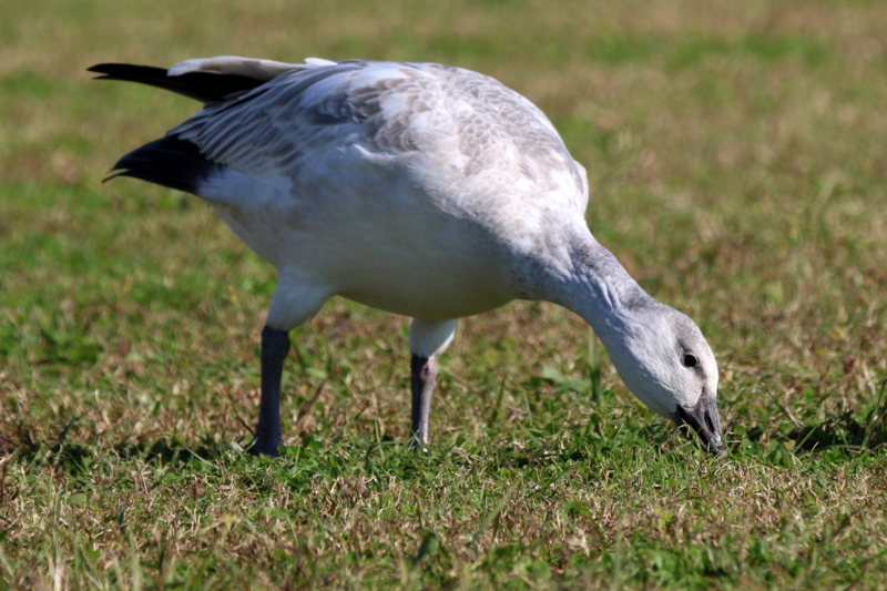 f:id:digibirds:20151110173750j:image
