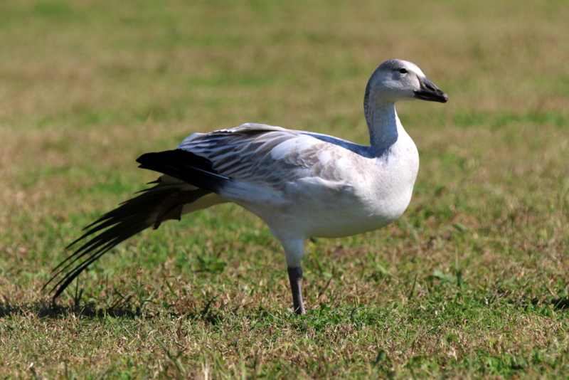 f:id:digibirds:20151110173803j:image