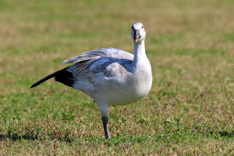 f:id:digibirds:20151110173826j:image