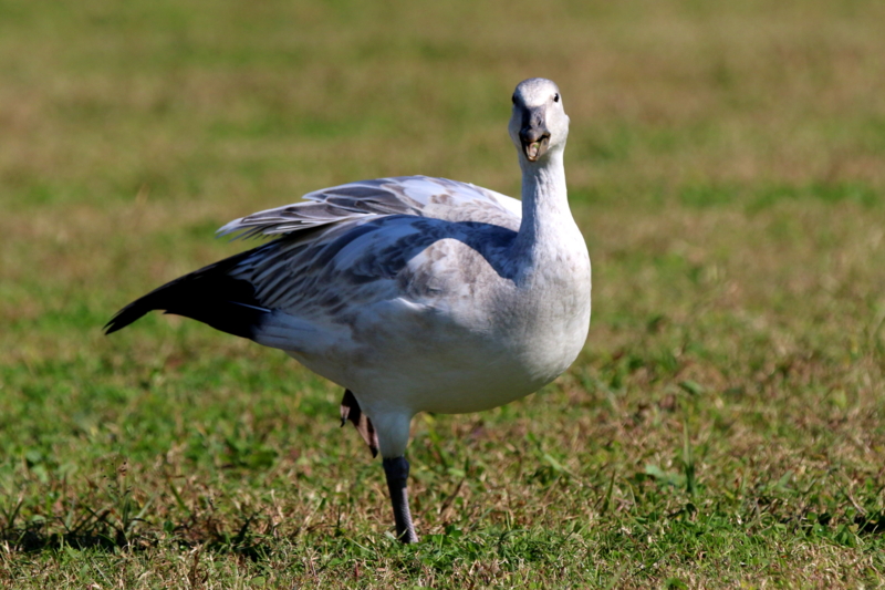 f:id:digibirds:20151110173850j:image