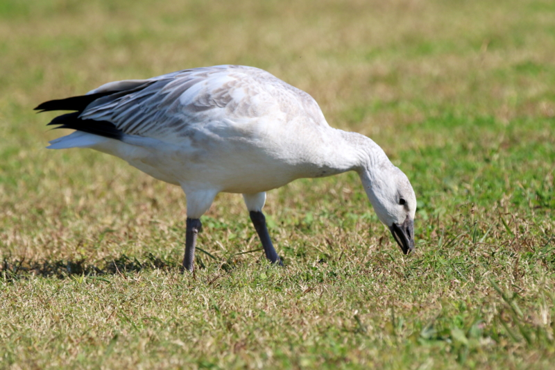 f:id:digibirds:20151110173907j:image