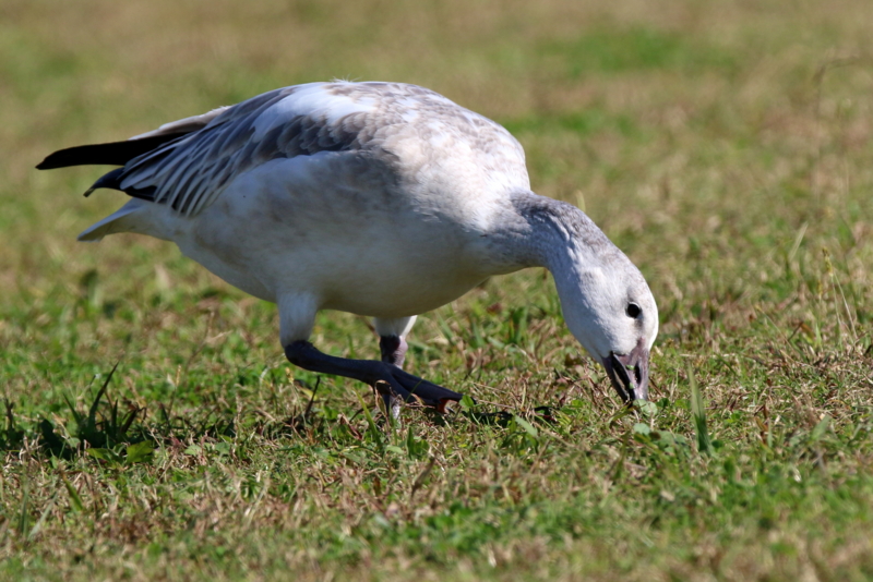 f:id:digibirds:20151110173930j:image