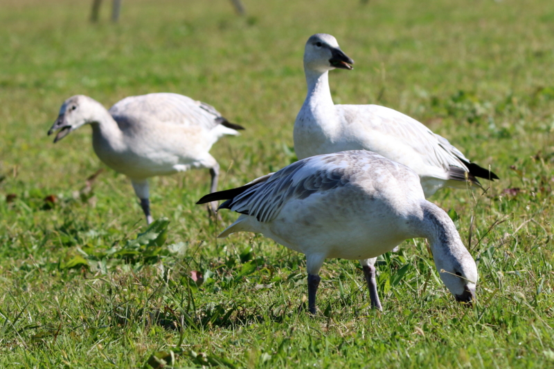 f:id:digibirds:20151110173946j:image