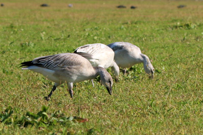 f:id:digibirds:20151110174321j:image