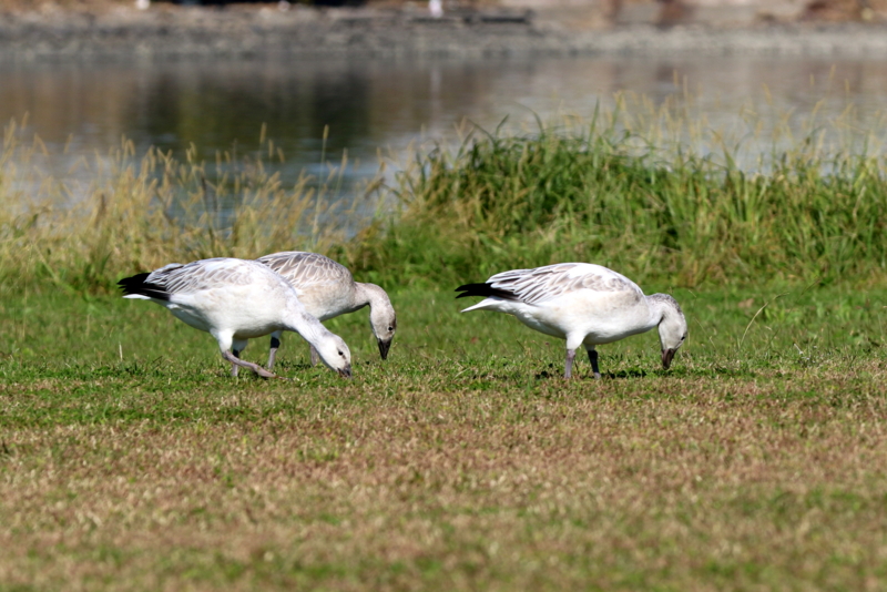 f:id:digibirds:20151110174327j:image