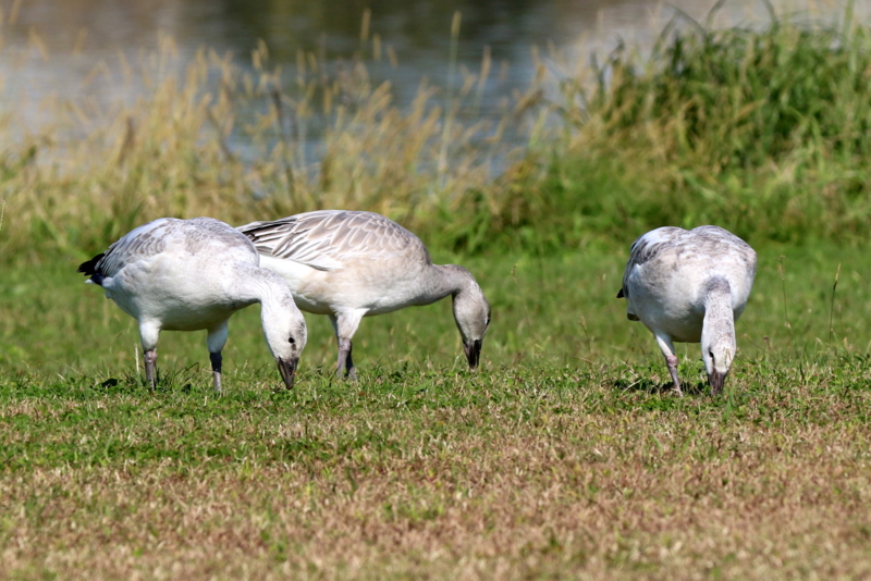 f:id:digibirds:20151110174348j:image