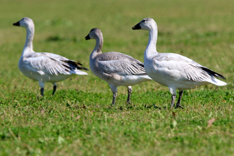 f:id:digibirds:20151110174401j:image