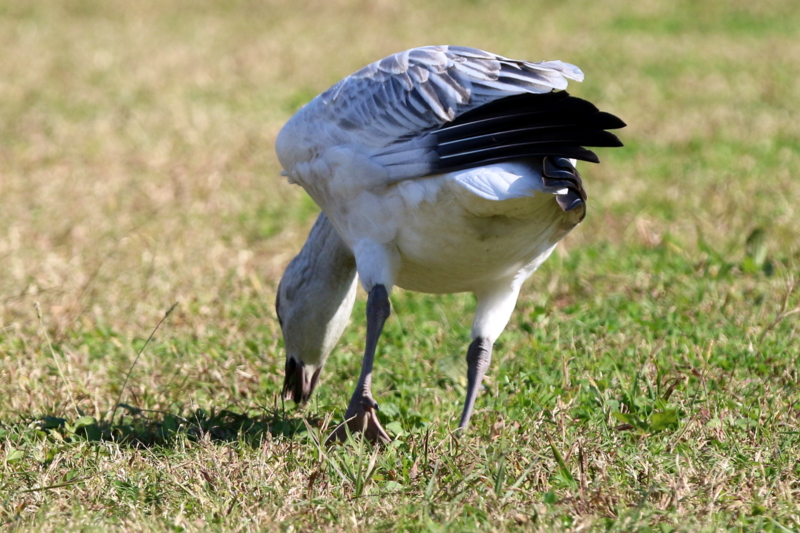 f:id:digibirds:20151110174421j:image