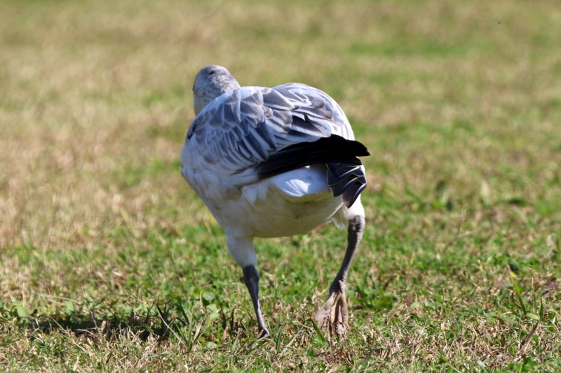 f:id:digibirds:20151110174429j:image