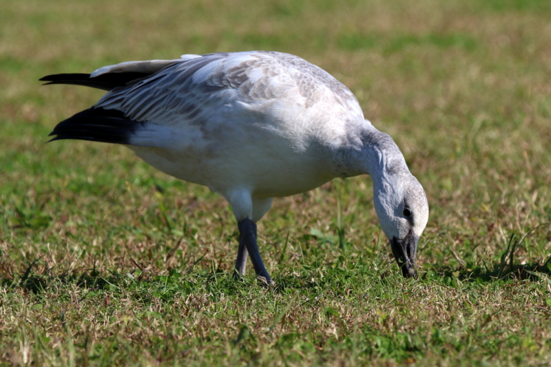 f:id:digibirds:20151110174441j:image