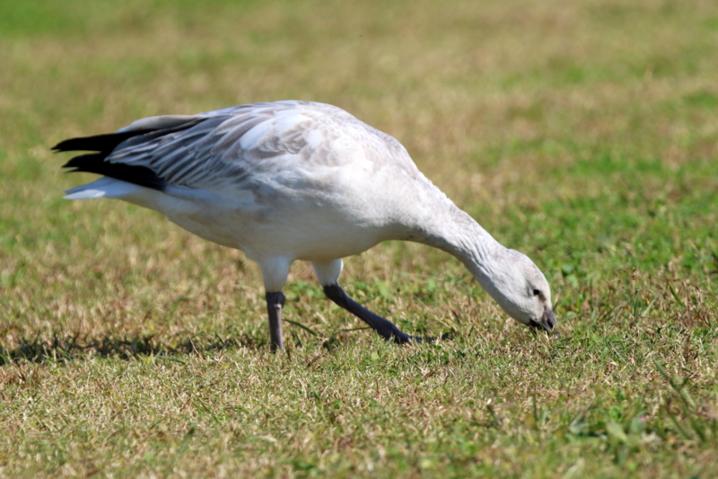 f:id:digibirds:20151110174456j:image