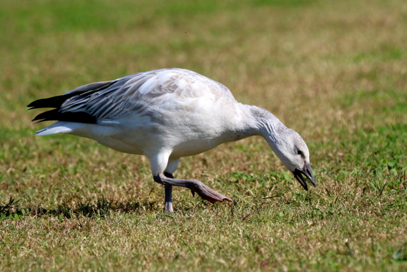 f:id:digibirds:20151110174517j:image