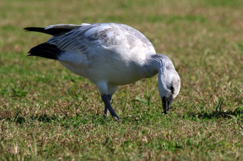 f:id:digibirds:20151110174538j:image