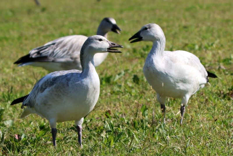 f:id:digibirds:20151110175020j:image
