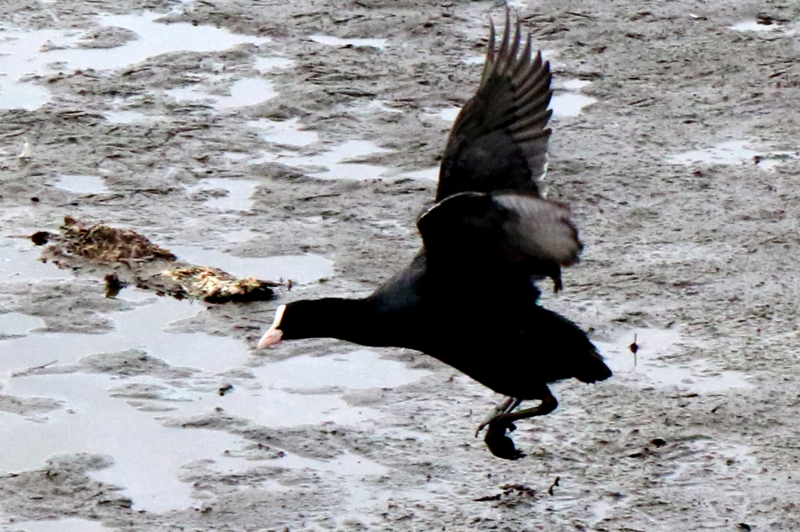 f:id:digibirds:20151111171331j:image