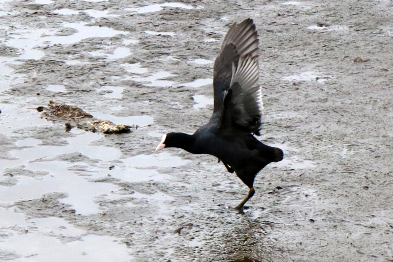 f:id:digibirds:20151111171334j:image