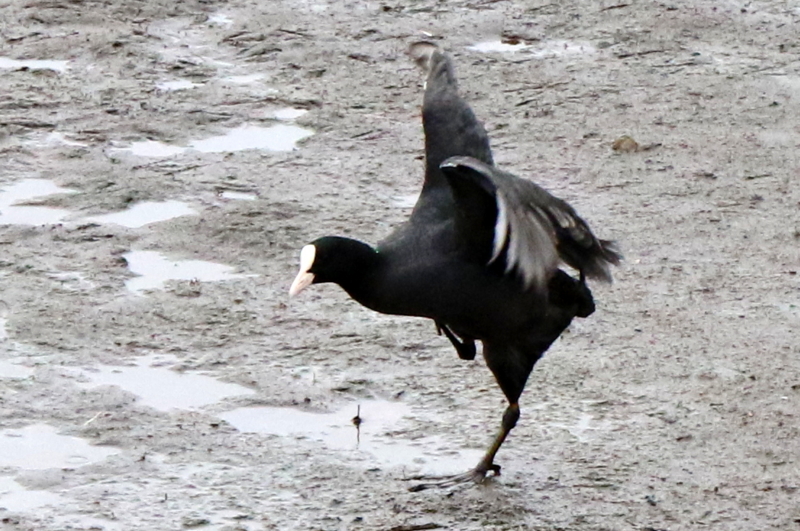 f:id:digibirds:20151111171338j:image