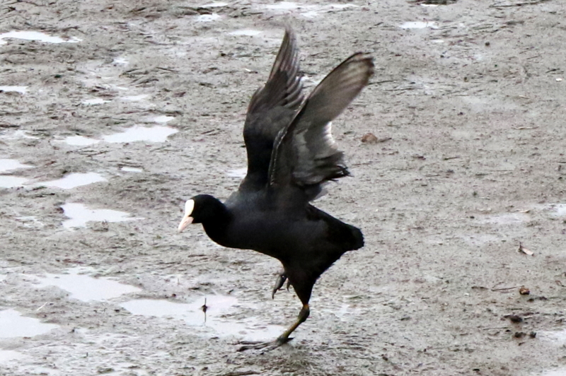 f:id:digibirds:20151111171341j:image