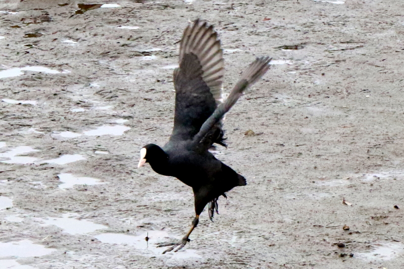 f:id:digibirds:20151111171344j:image