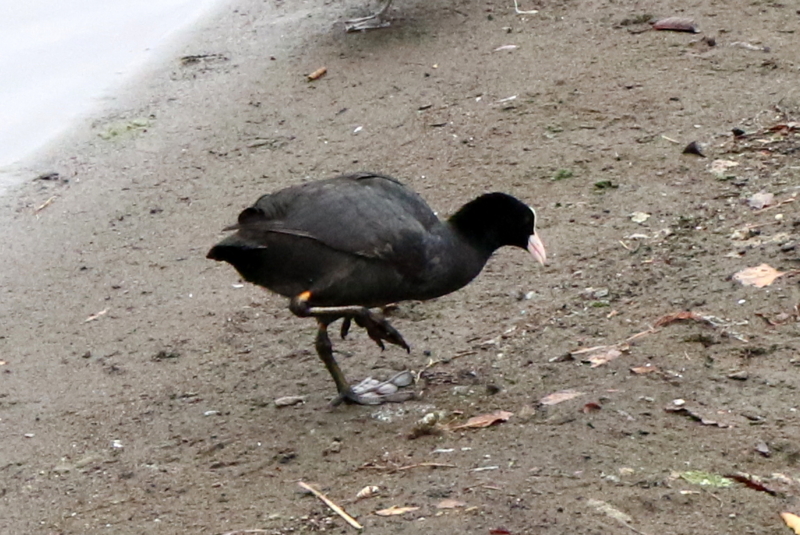 f:id:digibirds:20151111171827j:image