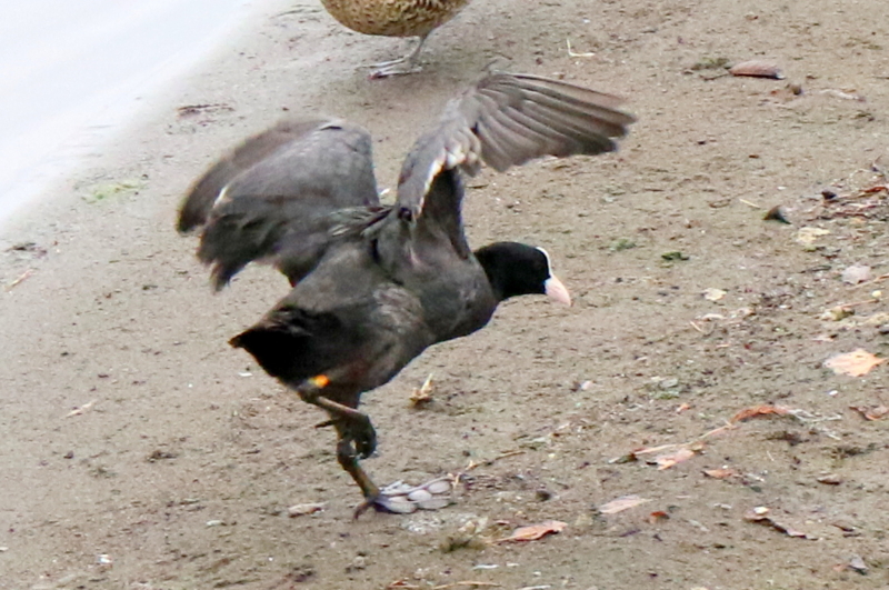 f:id:digibirds:20151111171829j:image
