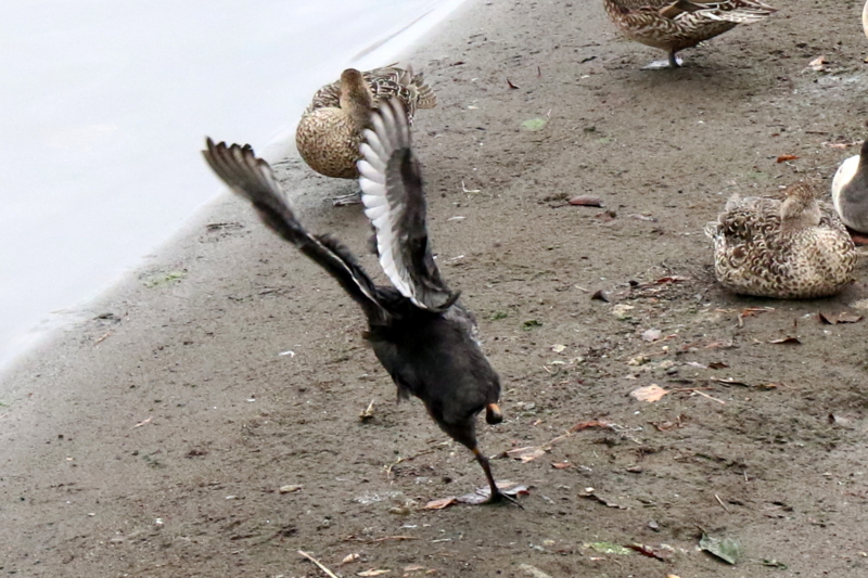 f:id:digibirds:20151111171831j:image