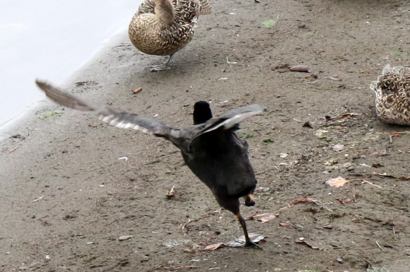 f:id:digibirds:20151111171835j:image