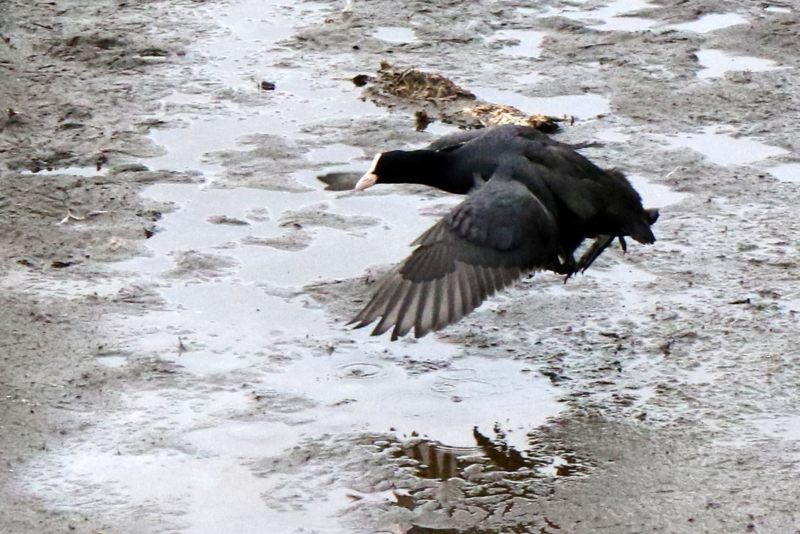 f:id:digibirds:20151111171837j:image
