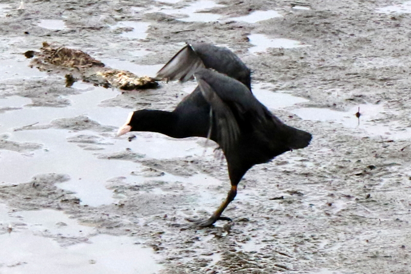 f:id:digibirds:20151111171840j:image