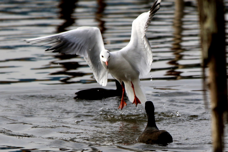 f:id:digibirds:20151113181649j:image f:id:digibirds:20151113181649j:image