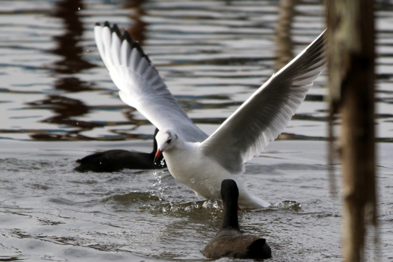 f:id:digibirds:20151113181706j:image f:id:digibirds:20151113181706j:image
