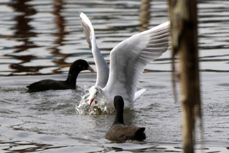 f:id:digibirds:20151113181717j:image f:id:digibirds:20151113181717j:image