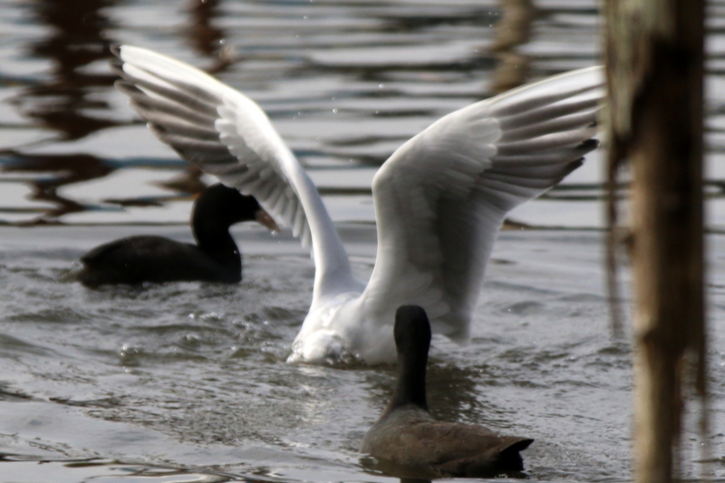 f:id:digibirds:20151113181731j:image f:id:digibirds:20151113181731j:image