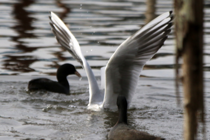 f:id:digibirds:20151113181739j:image f:id:digibirds:20151113181739j:image